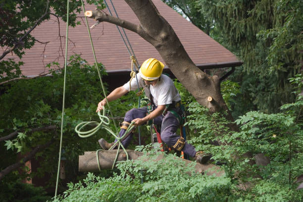 Best Arborist Consultation Services  in Ebensburg, PA