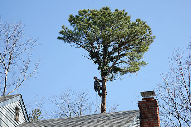 Best Emergency Tree Removal  in Ebensburg, PA