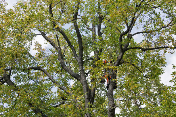 Best Hazardous Tree Removal  in Ebensburg, PA